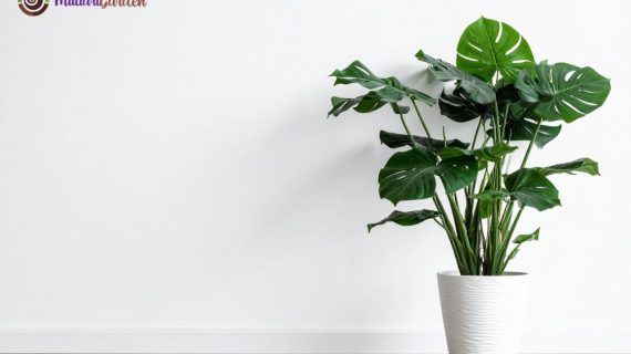 Transformasi Ruang Kerja Jakarta Mori Tower: Manfaat dan Panduan Sewa Tanaman Hias Profesional