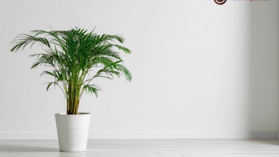 Tingkatkan Estetika & Produktivitas: Solusi Sewa Tanaman Hias Profesional di Intiland Tower