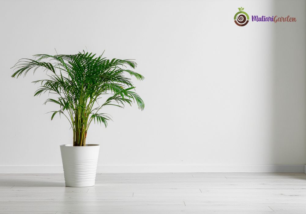 Sewa Tanaman Hias Profesional di Intiland Tower