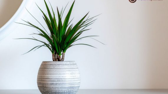 Sewa Tanaman Hias di Equity Tower: Ciptakan Lingkungan Kerja Inspiratif dan Produktif Tanpa Repot