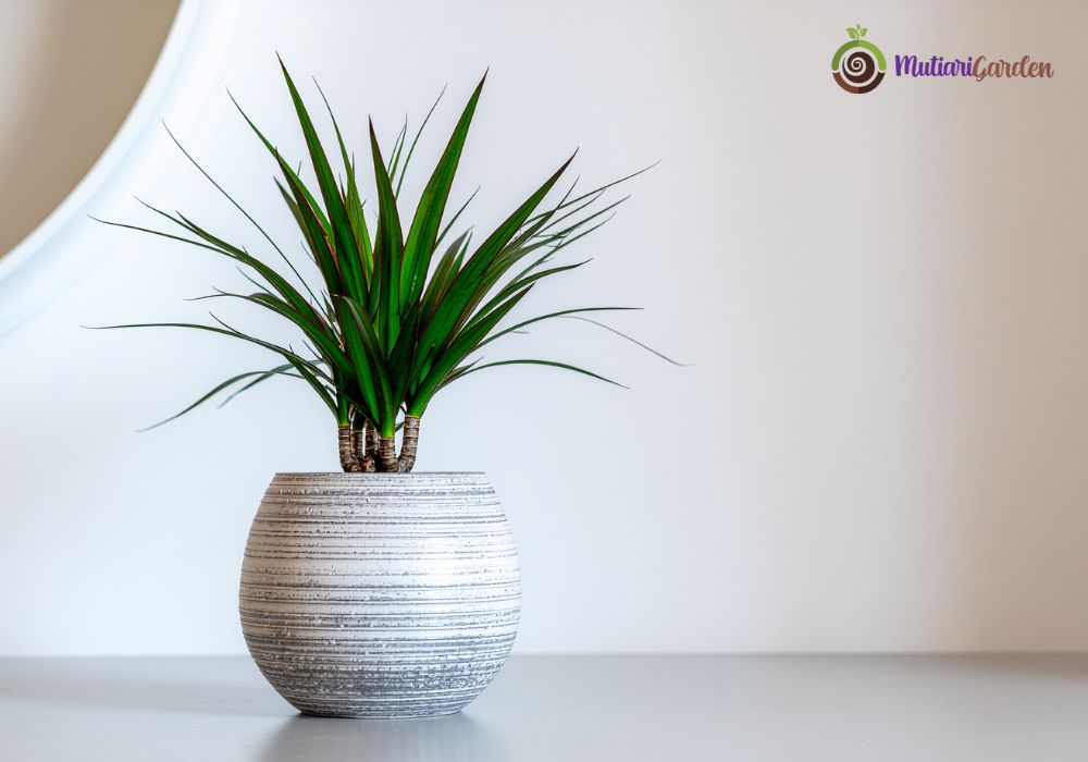 Sewa Tanaman Hias di Equity Tower