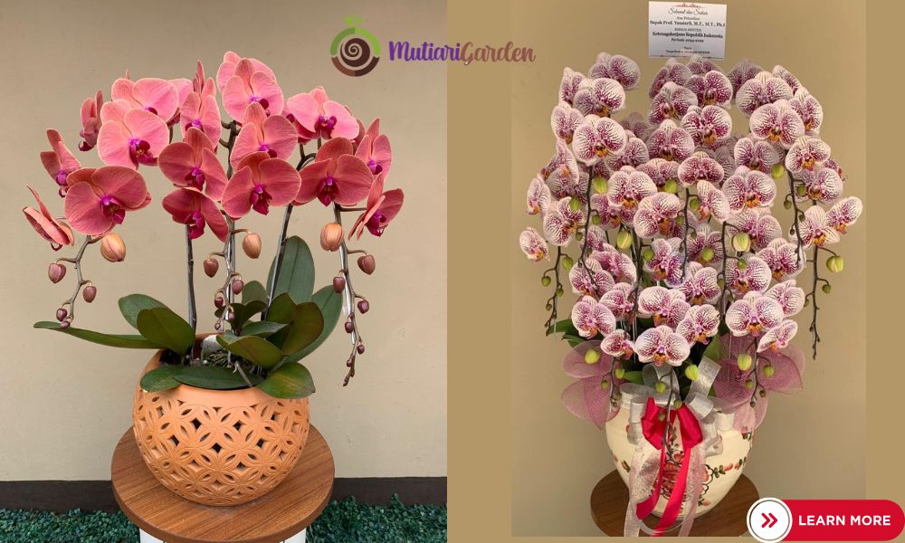 hampers bunga anggrek