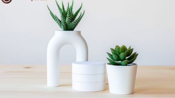 Transformasi Ruangan Anda: Manfaat Menakjubkan Tanaman Hias dan Anggrek, Serta Solusi Praktis Sewa Tanaman Hias